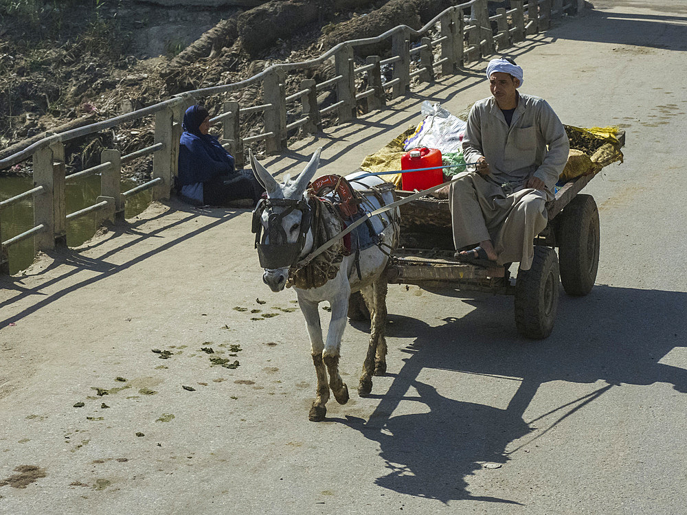 Man on a donkey cart near the Memphite Necropolis, UNESCO World Heritage Site, Egypt, North Africa Africa