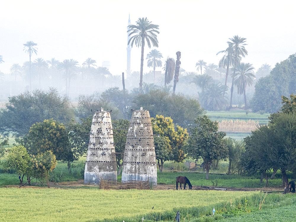 A view of the shoreline along the upper Nile River, amongst some of the most verdant land along the river, Egypt, North Africa, Africa