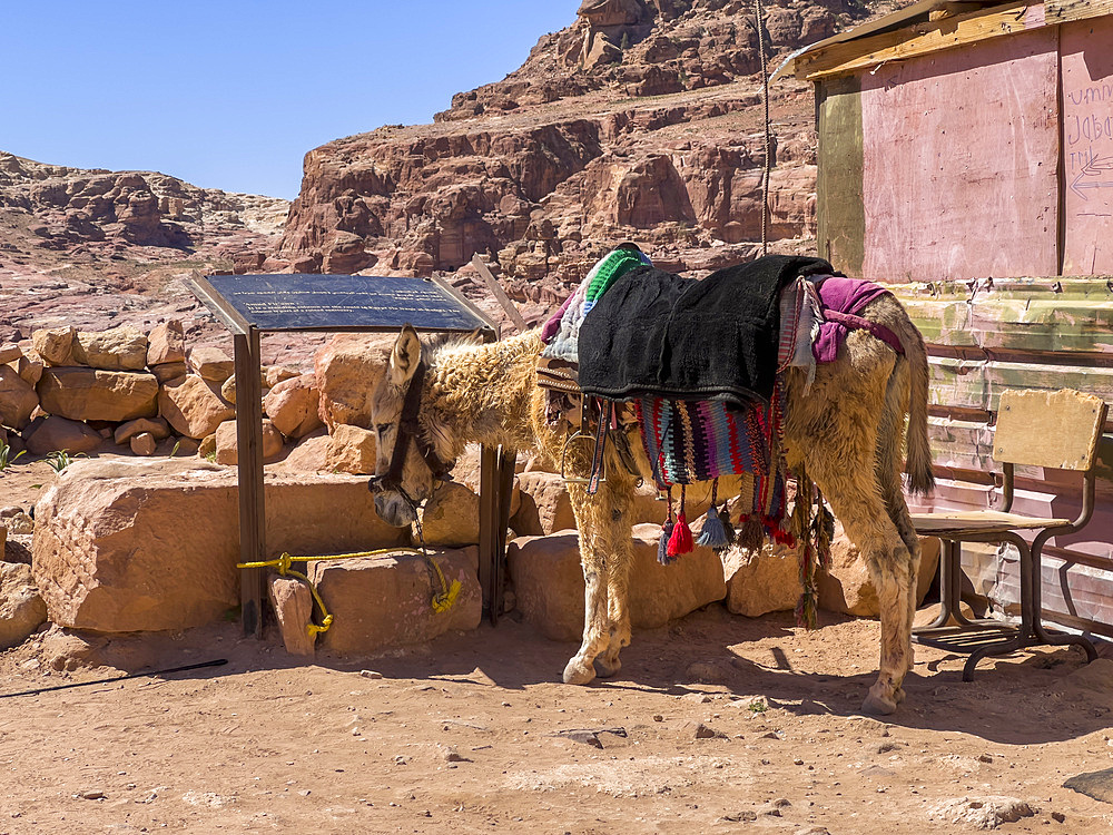 Donkey in the Petra Archaeological Park, UNESCO World Heritage Site, one of the New Seven Wonders of the World, Petra, Jordan, Middle East