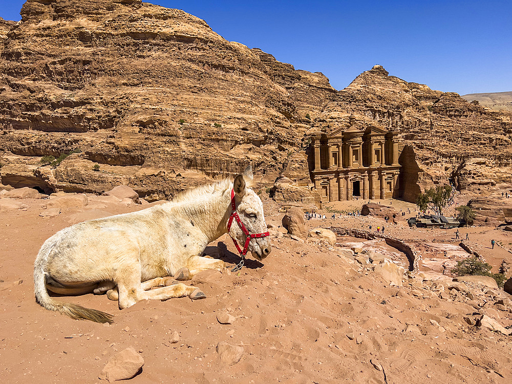 Donkey resting above the Petra Monastery (Al Dayr), Petra Archaeological Park, UNESCO World Heritage Site, one of the New Seven Wonders of the World, Petra, Jordan, Middle East