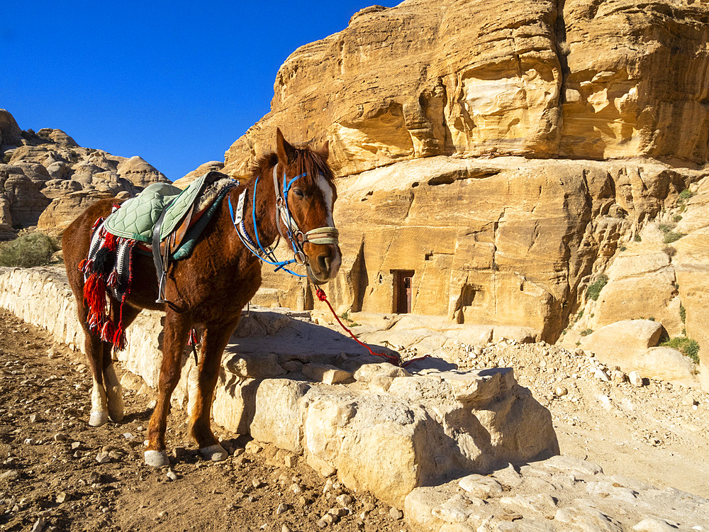 Jordanian horse, Petra Archaeological Park, UNESCO World Heritage Site, one of the New Seven Wonders of the World, Petra, Jordan, Middle East