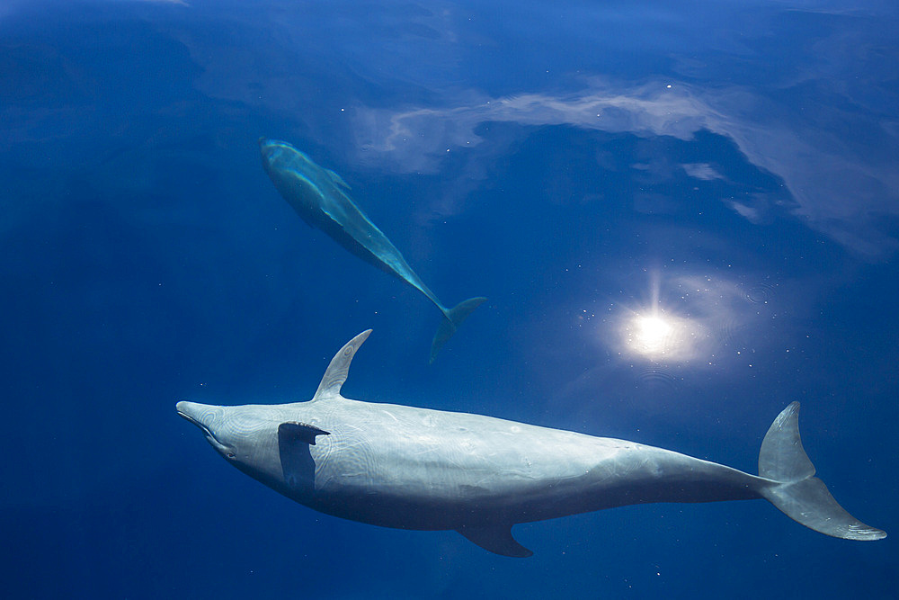 A pod of Indo-Pacific bottlenose dolphin (Tursiops aduncus), off Bangka Island, off the northeastern tip of Sulawesi, Indonesia, Southeast Asia, Asia