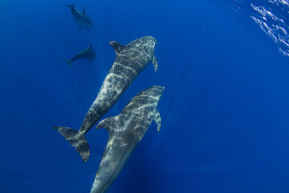 A pod of Indo-Pacific bottlenose dolphin (Tursiops aduncus), off Bangka Island, off the northeastern tip of Sulawesi, Indonesia, Southeast Asia, Asia