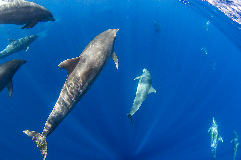 A pod of Indo-Pacific bottlenose dolphin (Tursiops aduncus), off Bangka Island, off the northeastern tip of Sulawesi, Indonesia, Southeast Asia, Asia