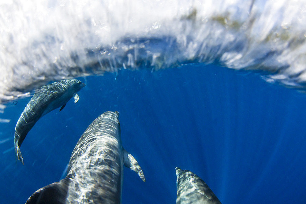 A pod of Indo-Pacific bottlenose dolphin (Tursiops aduncus), off Bangka Island, off the northeastern tip of Sulawesi, Indonesia, Southeast Asia, Asia