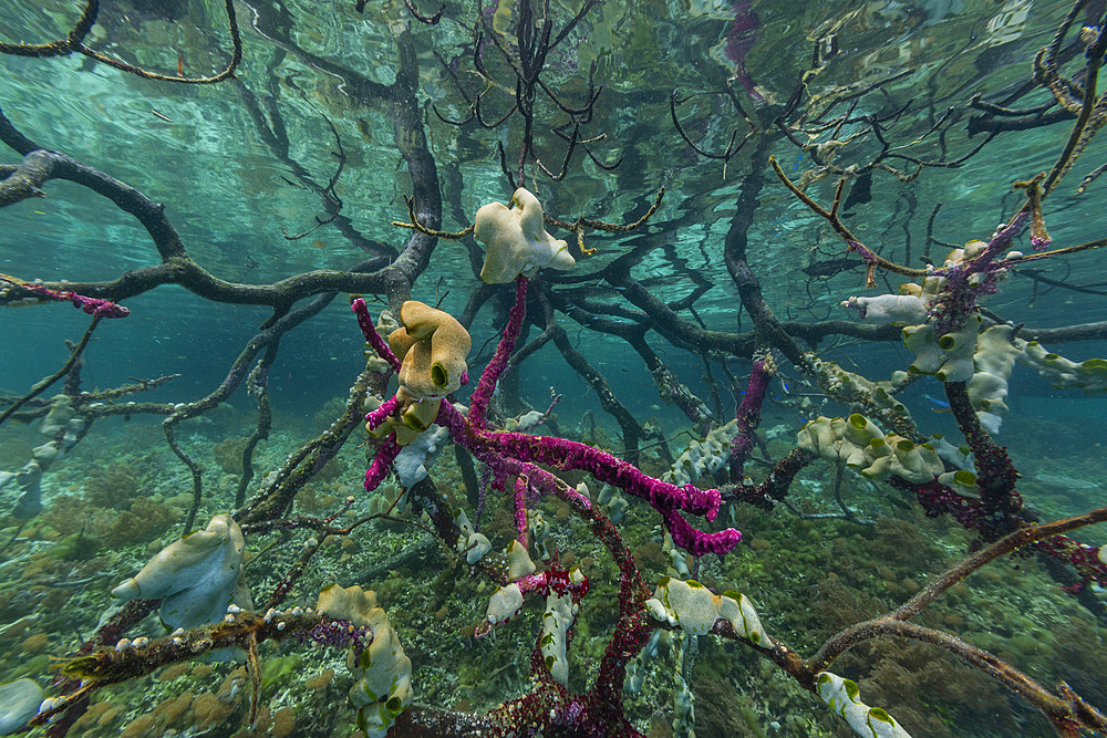 Underwater view of the shallow mangroves off Bangka Island, off the northeastern tip of Sulawesi, Indonesia, Southeast Asia, Asia