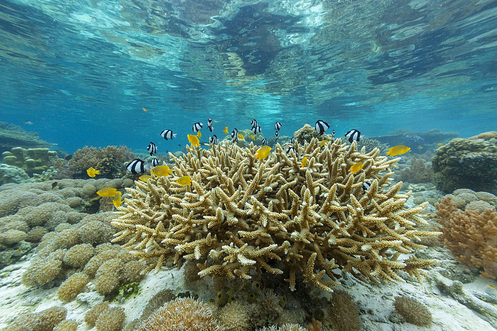 Corals in the crystal clear water in the shallow reefs off Bangka Island, off the northeastern tip of Sulawesi, Indonesia, Southeast Asia, Asia