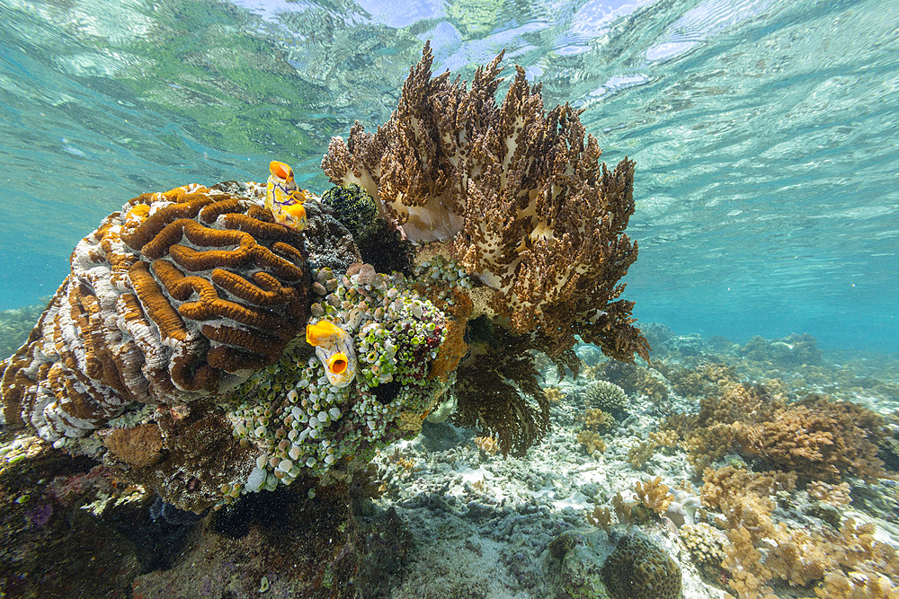 Corals in the crystal clear water in the shallow reefs off Bangka Island, off the northeastern tip of Sulawesi, Indonesia, Southeast Asia, Asia