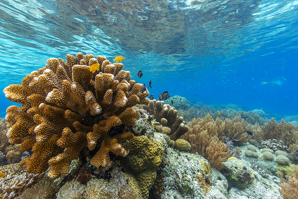 Corals in the crystal clear water in the shallow reefs off Bangka Island, off the northeastern tip of Sulawesi, Indonesia, Southeast Asia, Asia