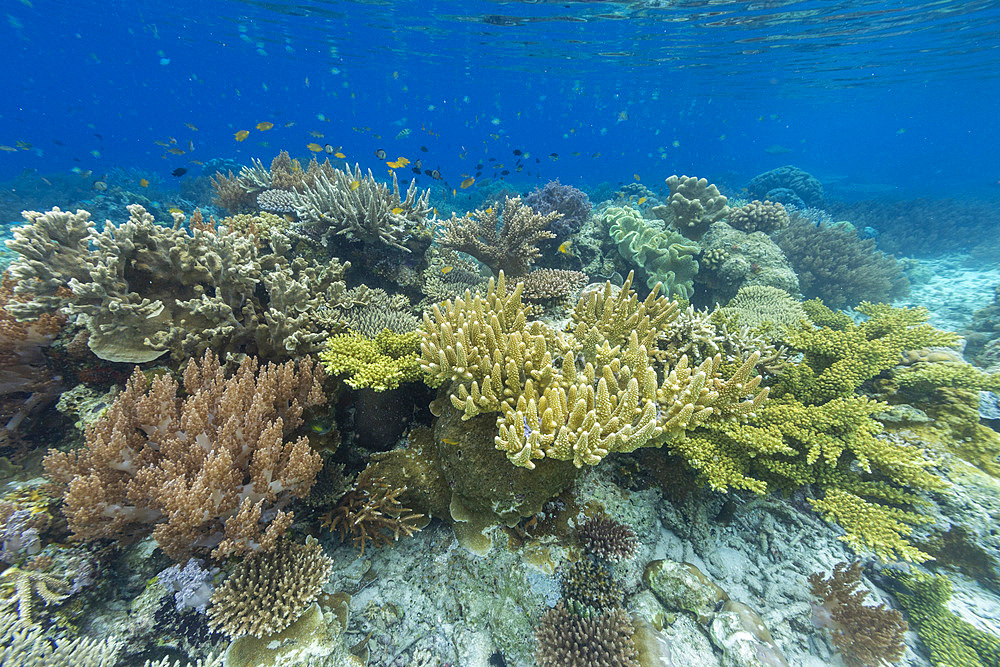 Corals in the crystal clear water in the shallow reefs off Bangka Island, off the northeastern tip of Sulawesi, Indonesia, Southeast Asia, Asia