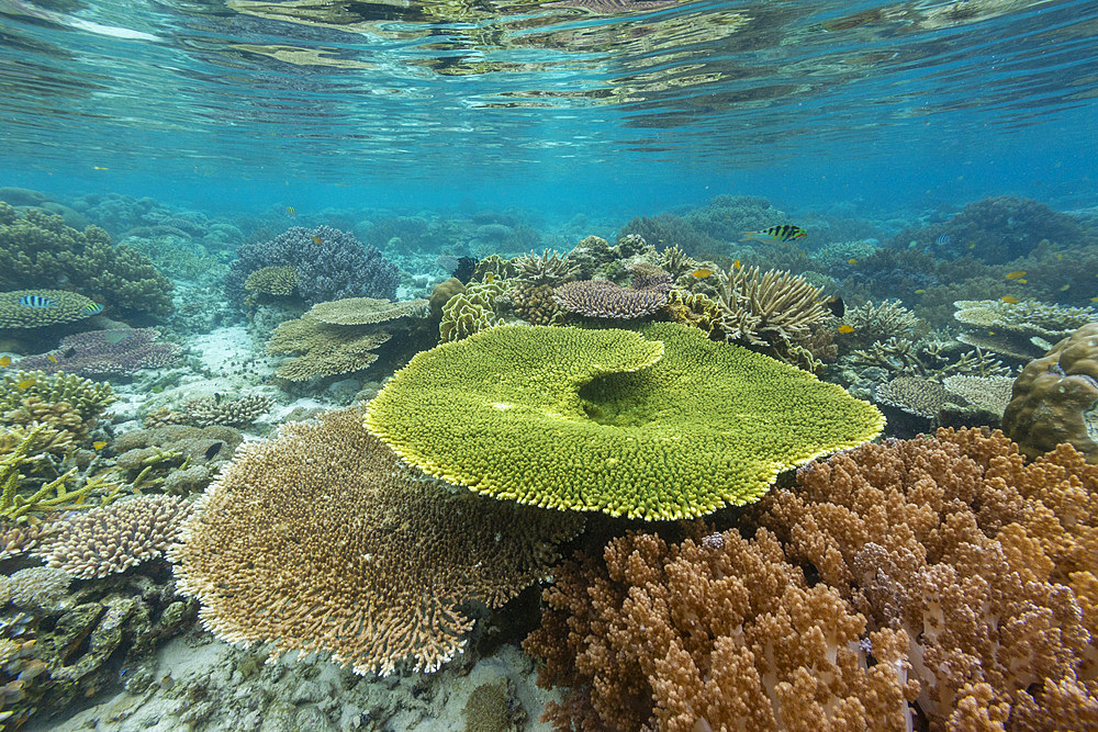 Corals in the crystal clear water in the shallow reefs off Bangka Island, off the northeastern tip of Sulawesi, Indonesia, Southeast Asia, Asia