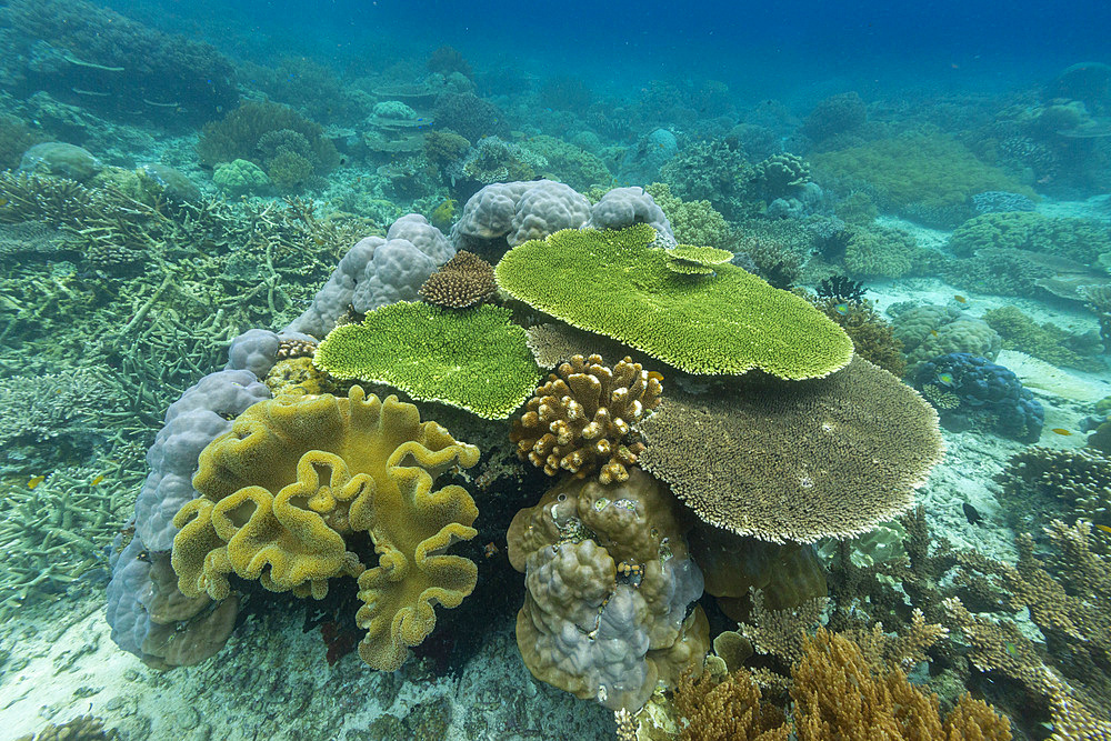 Corals in the crystal clear water in the shallow reefs off Bangka Island, off the northeastern tip of Sulawesi, Indonesia, Southeast Asia, Asia