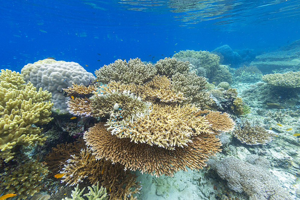 Corals in the crystal clear water in the shallow reefs off Bangka Island, off the northeastern tip of Sulawesi, Indonesia, Southeast Asia, Asia