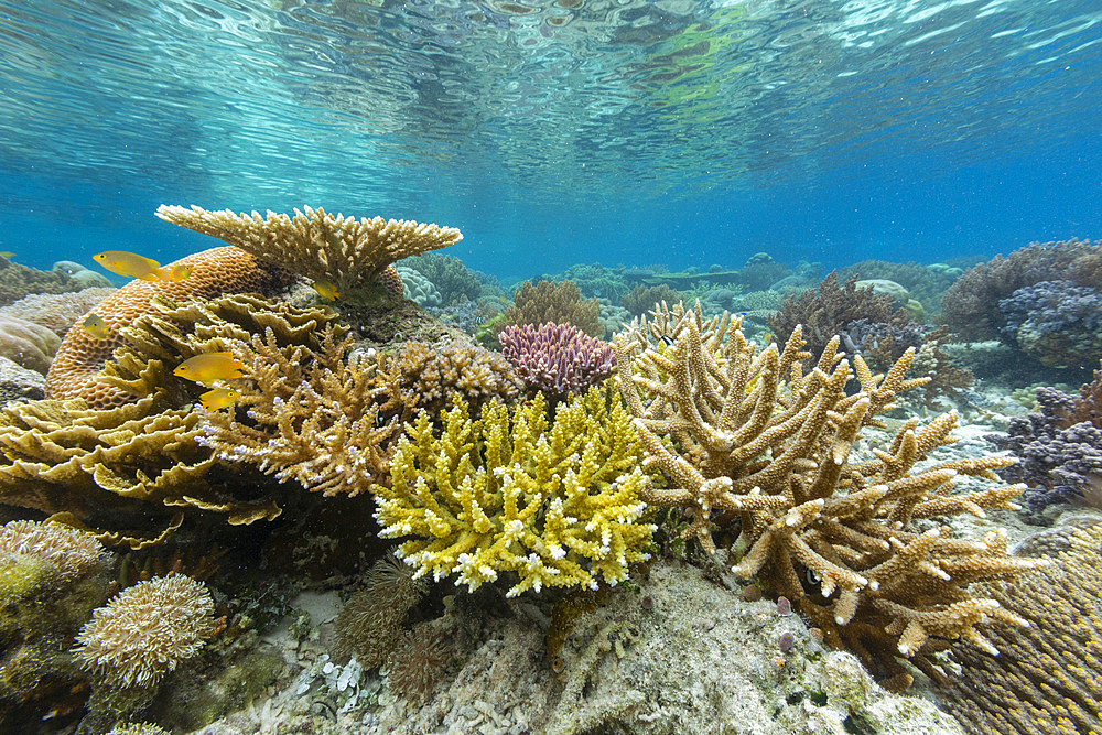 Corals in the crystal clear water in the shallow reefs off Bangka Island, off the northeastern tip of Sulawesi, Indonesia, Southeast Asia, Asia