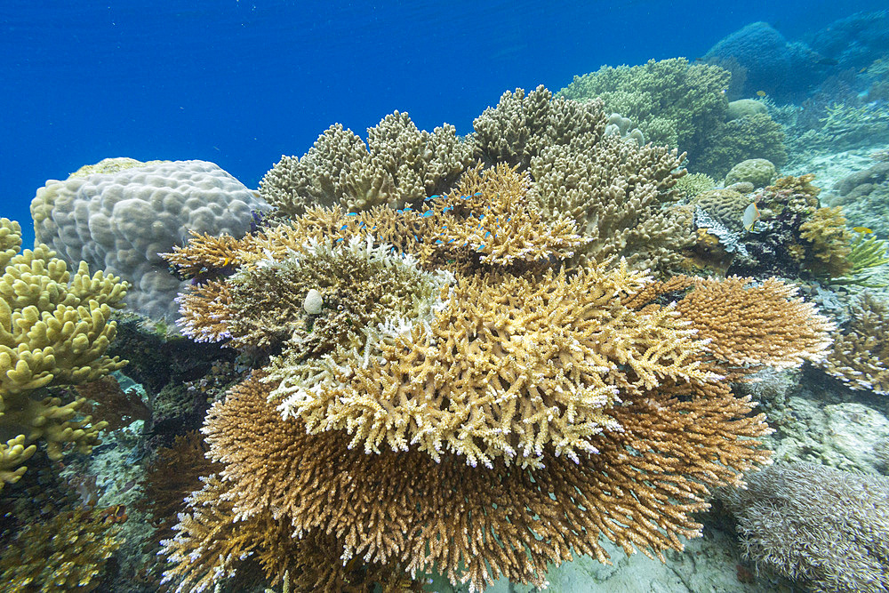 Corals in the crystal clear water in the shallow reefs off Bangka Island, off the northeastern tip of Sulawesi, Indonesia, Southeast Asia, Asia