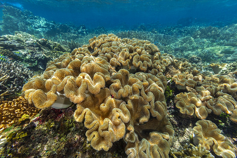 Corals in the crystal clear water in the shallow reefs off Bangka Island, off the northeastern tip of Sulawesi, Indonesia, Southeast Asia, Asia