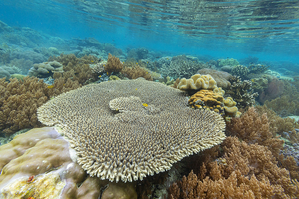 Corals in the crystal clear water in the shallow reefs off Bangka Island, off the northeastern tip of Sulawesi, Indonesia, Southeast Asia, Asia