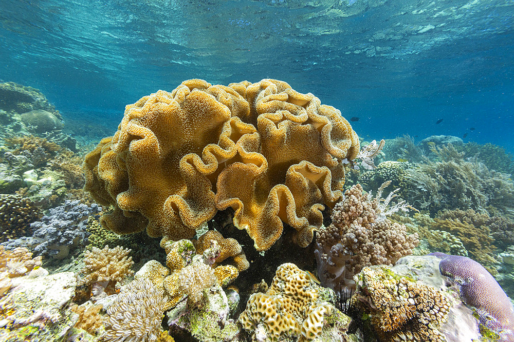 Corals in the crystal clear water in the shallow reefs off Bangka Island, off the northeastern tip of Sulawesi, Indonesia, Southeast Asia, Asia