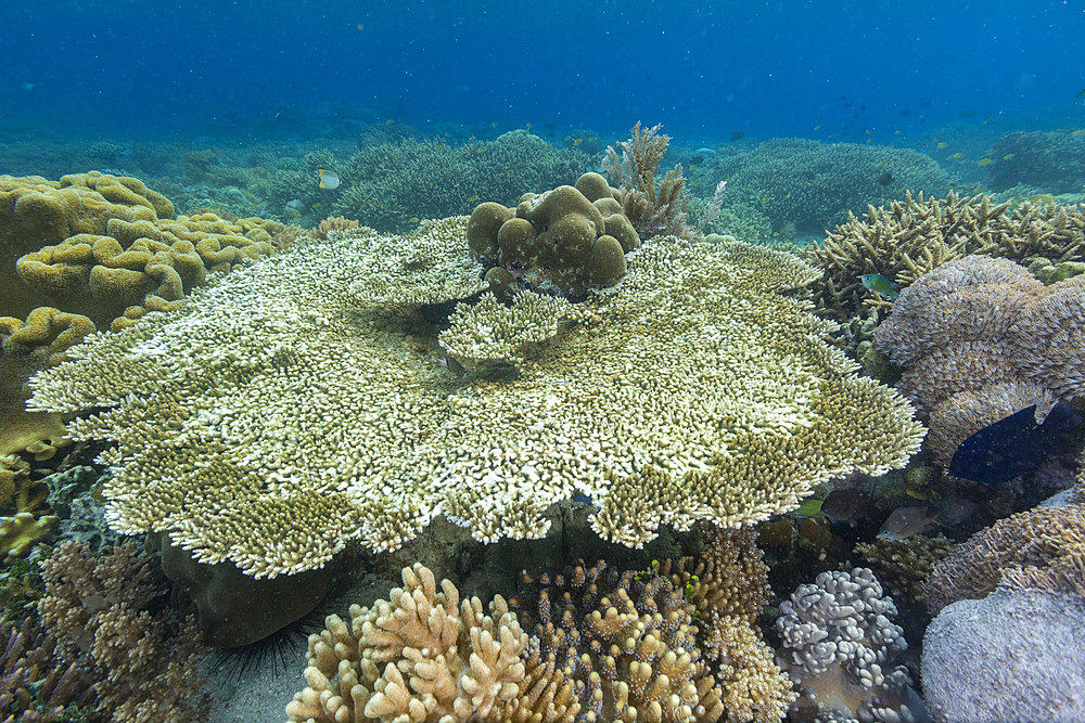 Corals in the crystal clear water in the shallow reefs off Bangka Island, off the northeastern tip of Sulawesi, Indonesia, Southeast Asia, Asia