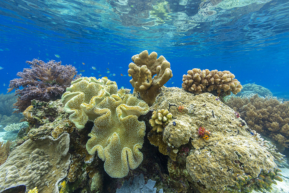 Corals in the crystal clear water in the shallow reefs off Bangka Island, off the northeastern tip of Sulawesi, Indonesia, Southeast Asia, Asia