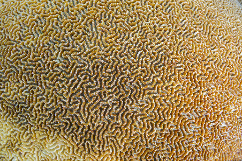 Close-up of coral in the crystal clear water in the shallow reefs off Bangka Island, off the northeastern tip of Sulawesi, Indonesia, Southeast Asia, Asia