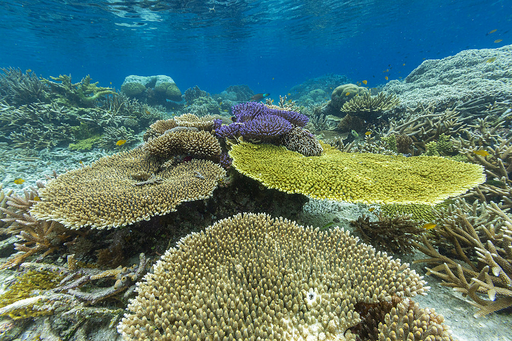 Corals in the crystal clear water in the shallow reefs off Bangka Island, off the northeastern tip of Sulawesi, Indonesia, Southeast Asia, Asia