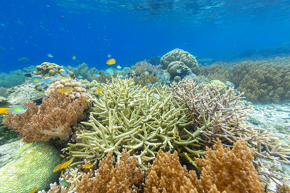 Corals in the crystal clear water in the shallow reefs off Bangka Island, off the northeastern tip of Sulawesi, Indonesia, Southeast Asia, Asia