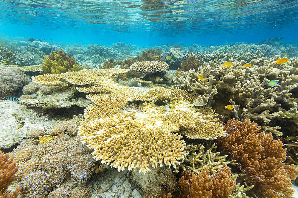 Corals in the crystal clear water in the shallow reefs off Bangka Island, off the northeastern tip of Sulawesi, Indonesia, Southeast Asia, Asia