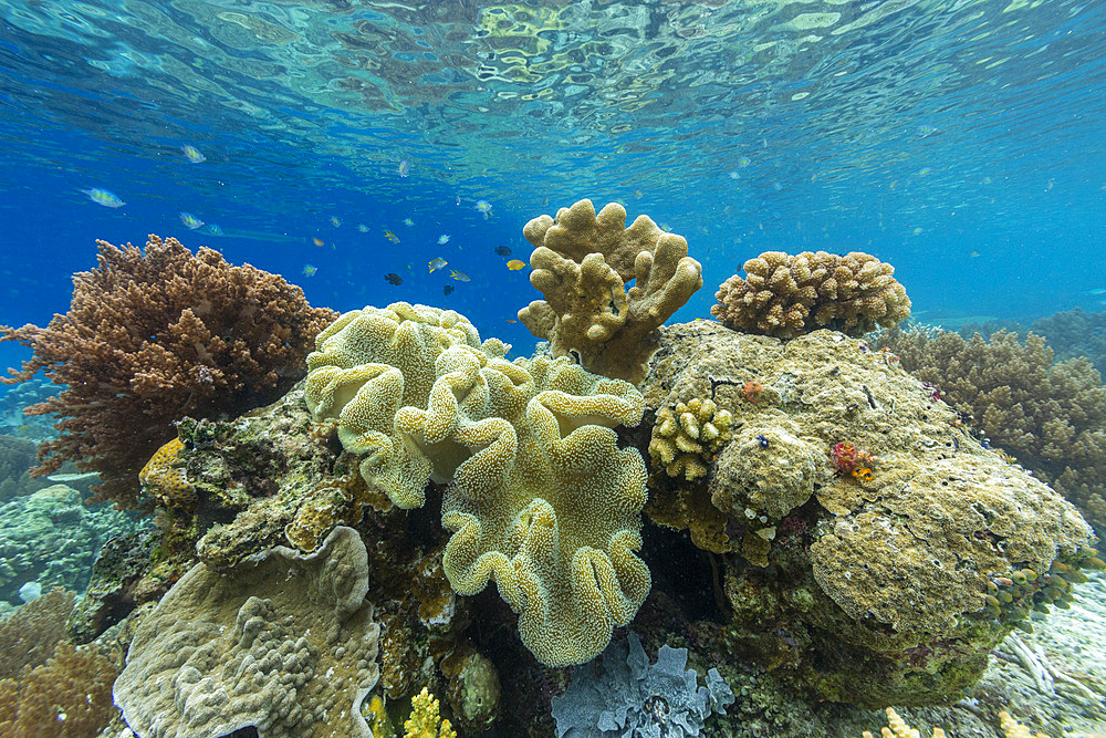 Corals in the crystal clear water in the shallow reefs off Bangka Island, off the northeastern tip of Sulawesi, Indonesia, Southeast Asia, Asia