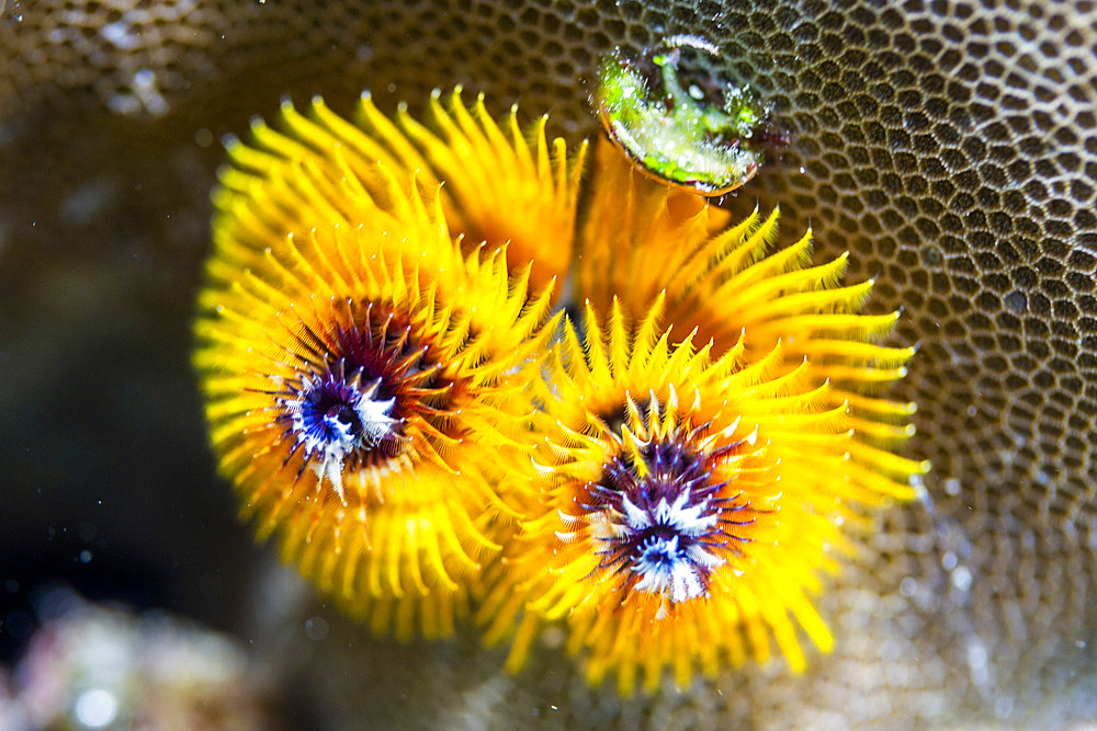 Christmas tree worms (Spirobranchus giganteus) in the shallow reefs off Bangka Island, Indonesia, Southeast Asia, Asia