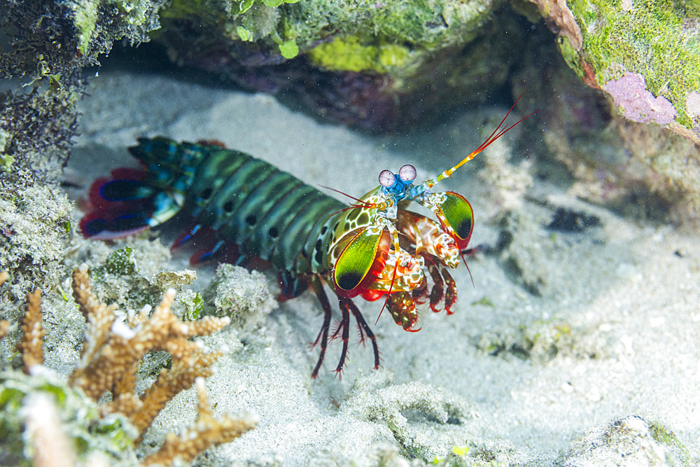 An adult peacock mantis (Odontodactylus scyllarus), in the Equator Islands, Raja Ampat, Indonesia, Southeast Asia, Asia