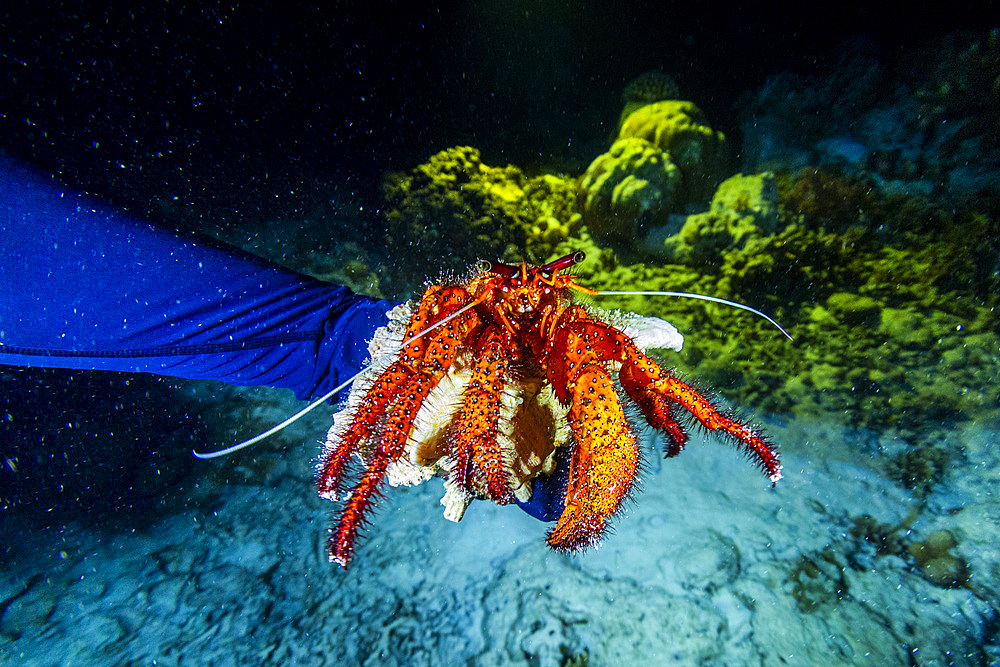 An adult white-spotted hermit crab (Dardanus megistos), encountered on a night dive on Arborek Reef, Raja Ampat, Indonesia, Southeast Asia, Asia