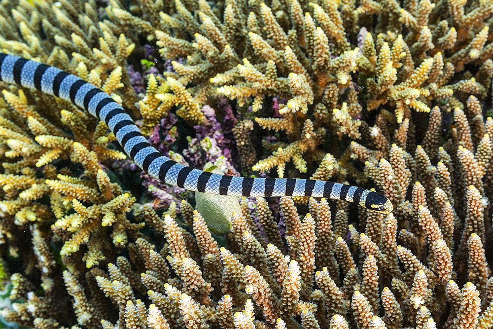 An adult banded sea krait (Laticauda colubrina), off Bangka Island, off the northeastern tip of Sulawesi, Indonesia, Southeast Asia, Asia