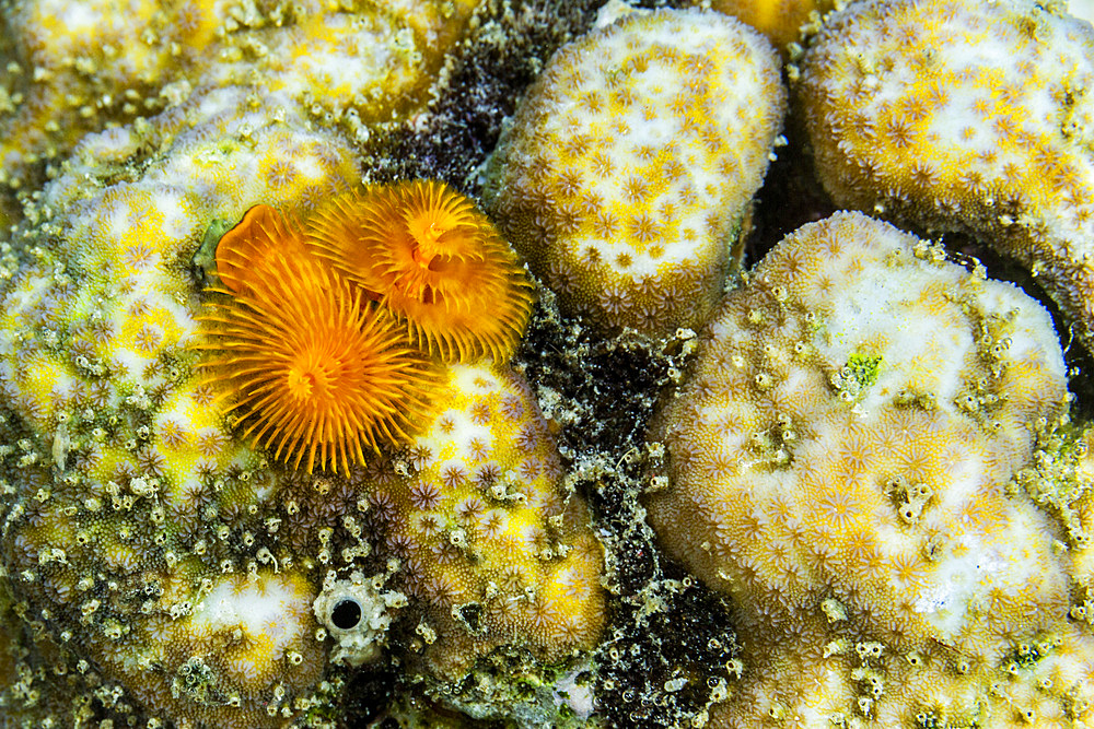 Christmas tree worms (Spirobranchus giganteus), in the shallow reefs off Bangka Island, Indonesia, Southeast Asia, Asia