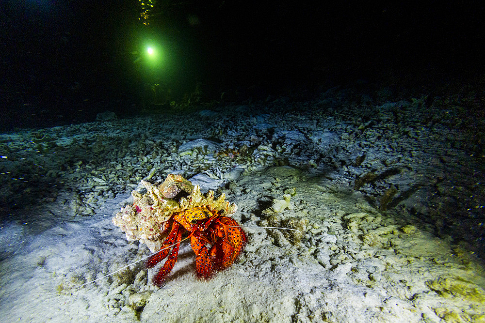 An adult white-spotted hermit crab (Dardanus megistos), encountered on a night dive on Arborek Reef, Raja Ampat, Indonesia, Southeast Asia, Asia