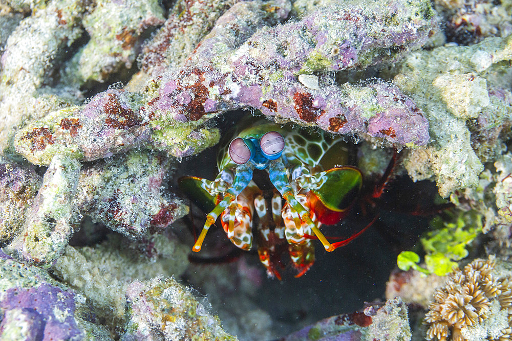 An adult peacock mantis (Odontodactylus scyllarus), in the Equator Islands, Raja Ampat, Indonesia, Southeast Asia, Asia