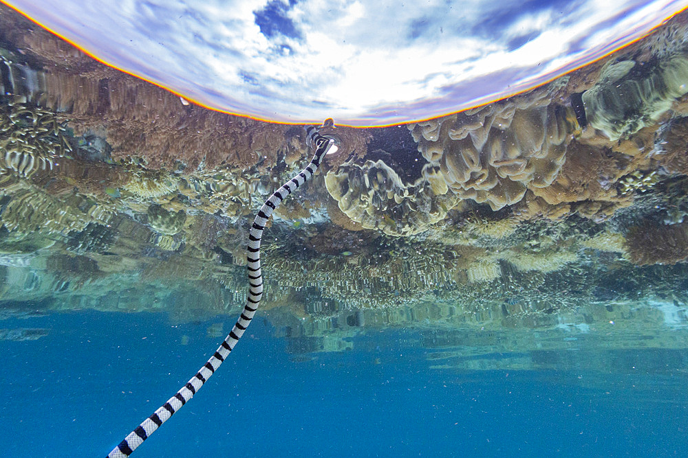 An adult banded sea krait (Laticauda colubrina), off Bangka Island, off the northeastern tip of Sulawesi, Indonesia, Southeast Asia, Asia