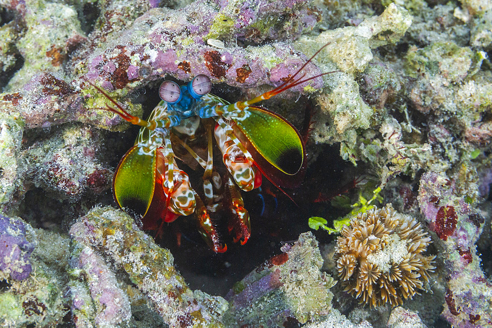 An adult peacock mantis (Odontodactylus scyllarus), in the Equator Islands, Raja Ampat, Indonesia, Southeast Asia, Asia