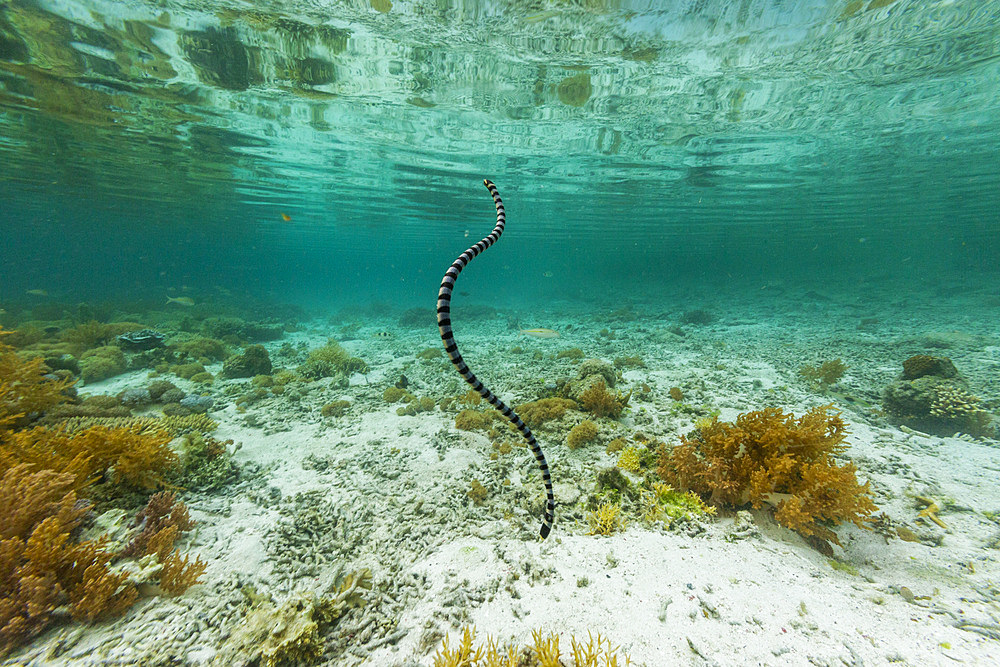 An adult banded sea krait (Laticauda colubrina), off Bangka Island, off the northeastern tip of Sulawesi, Indonesia, Southeast Asia, Asia