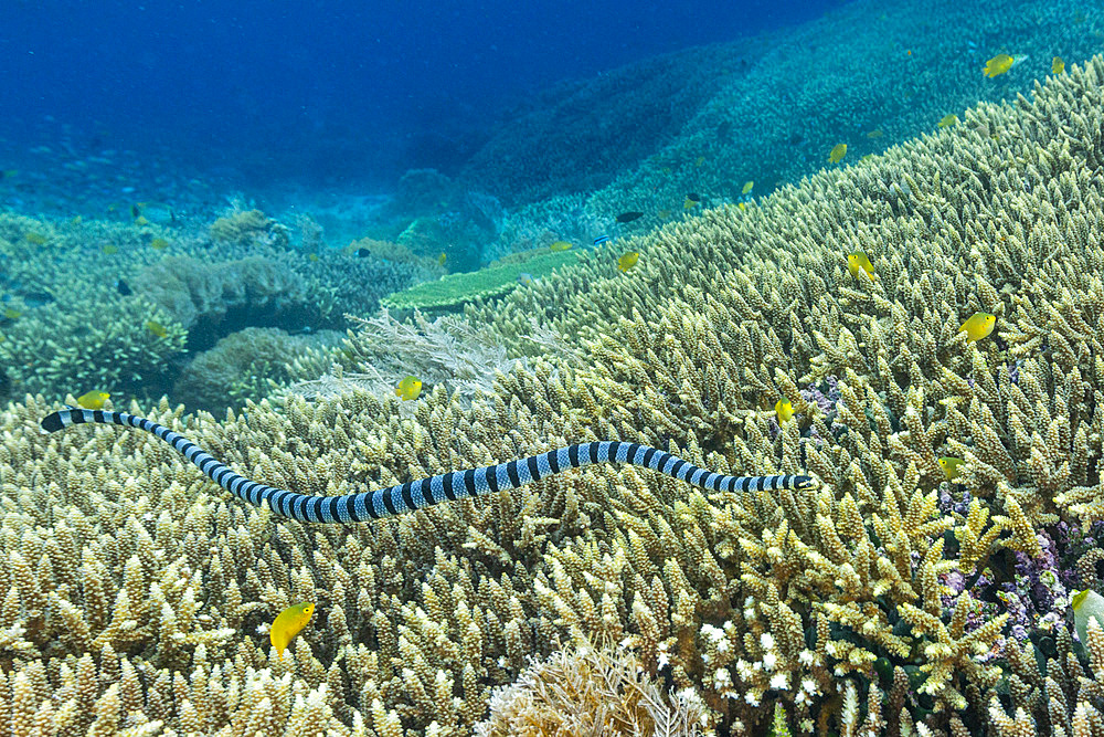 An adult banded sea krait (Laticauda colubrina), off Bangka Island, off the northeastern tip of Sulawesi, Indonesia, Southeast Asia, Asia