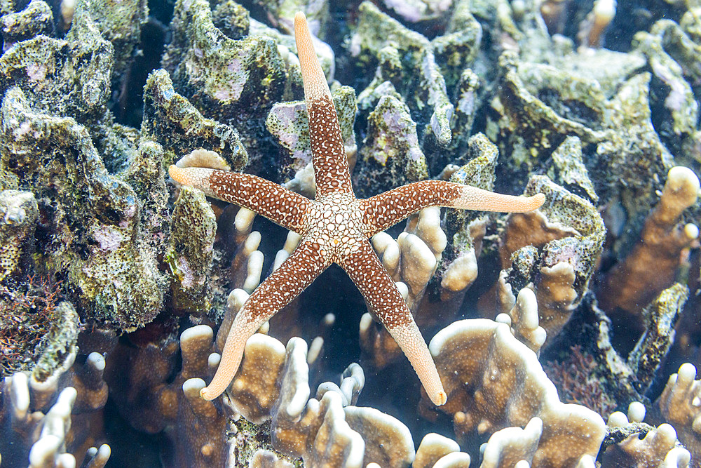 An adult necklace starfish (Fromia monilis), in the shallow reefs off Bangka Island, Indonesia, Southeast Asia, Asia