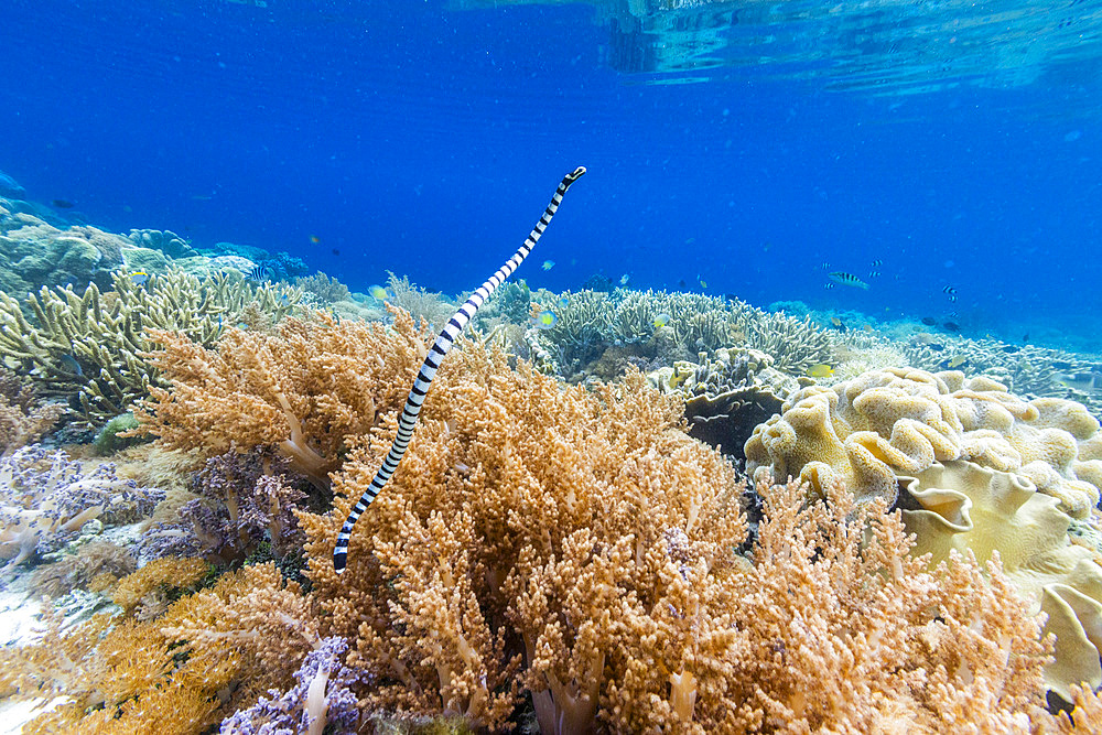 An adult banded sea krait (Laticauda colubrina), off Bangka Island, off the northeastern tip of Sulawesi, Indonesia, Southeast Asia, Asia