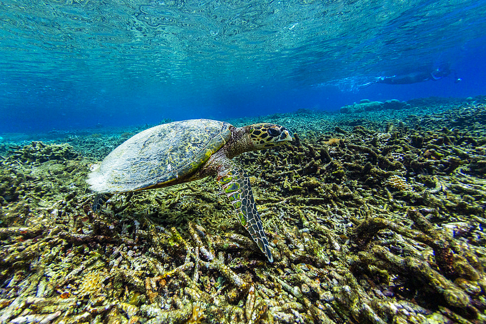 An adult hawksbill turtle (Eretmochelys imbricata), with photographer on Sauwaderek Village Reef, Raja Ampat, Indonesia, Southeast Asia, Asia