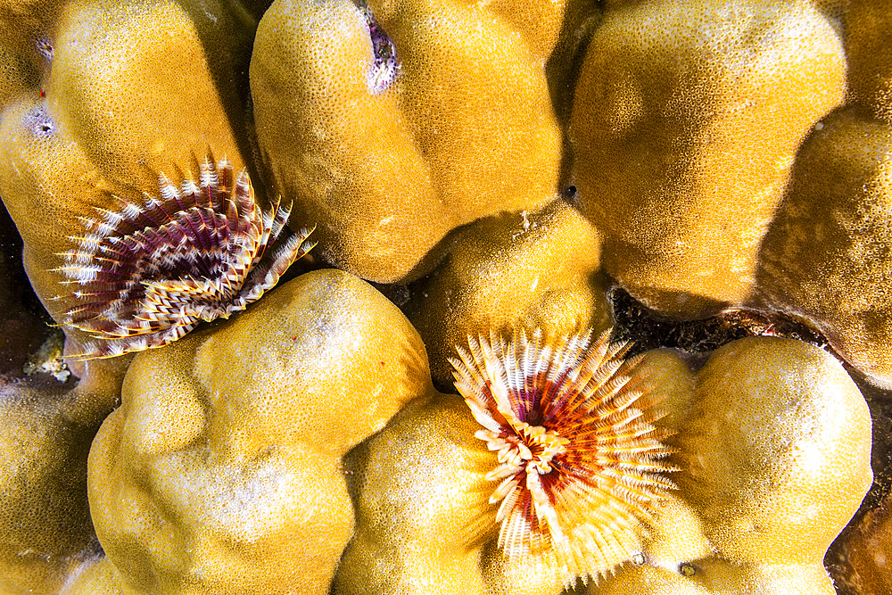 Radioles extending from the branchial stalk of a Spirographis feather duster worm, in the shallow reefs off Bangka Island, Indonesia, Southeast Asia, Asia