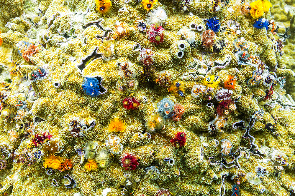 Christmas tree worms (Spirobranchus giganteus), in the shallow reefs off Bangka Island, Indonesia, Southeast Asia, Asia