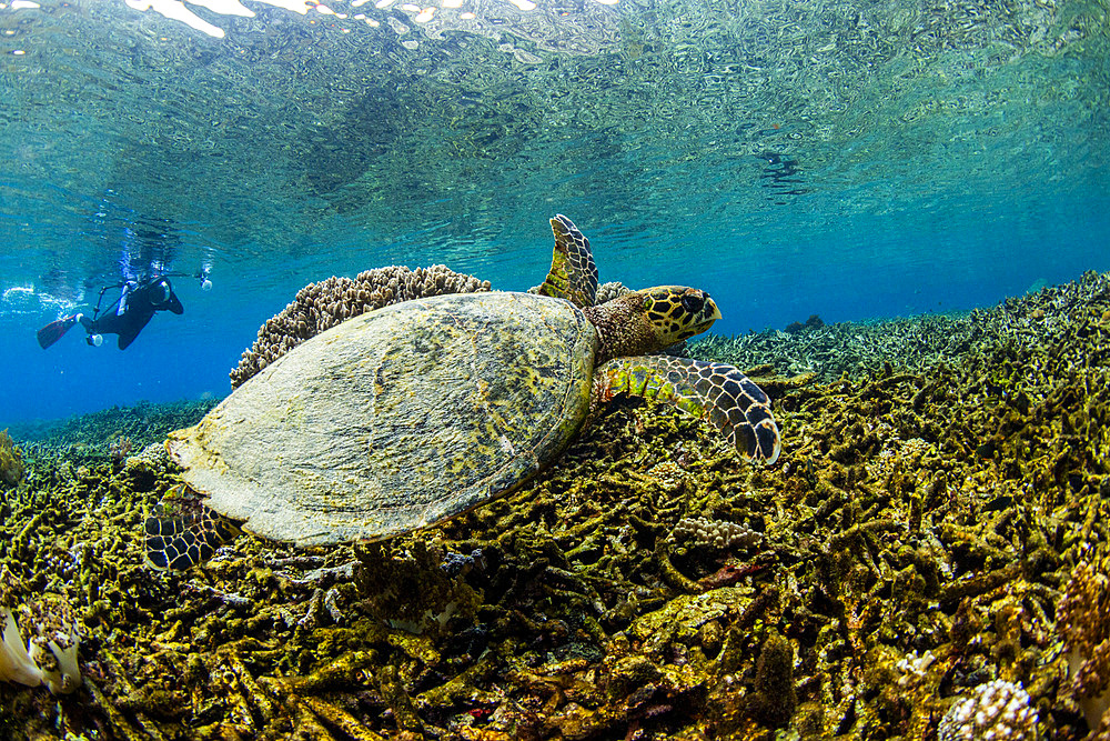 An adult hawksbill turtle (Eretmochelys imbricata), with photographer on Sauwaderek Village Reef, Raja Ampat, Indonesia, Southeast Asia, Asia