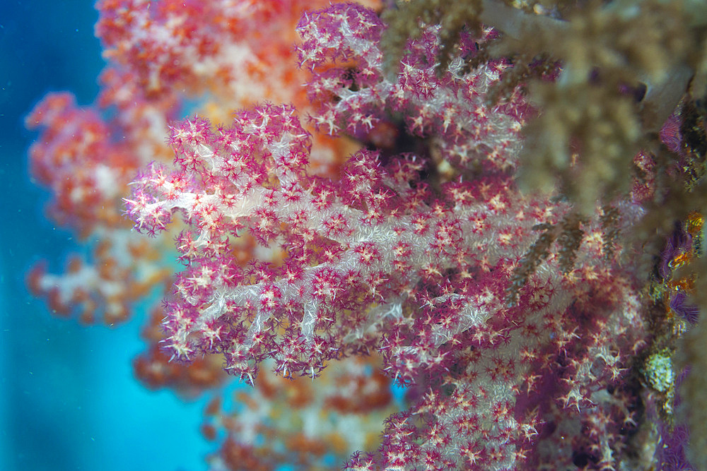 Soft coral from the Genus Scleronephthya in the shallow reefs off Sauwaderek Village Reef, Raja Ampat, Indonesia, Southeast Asia, Asia