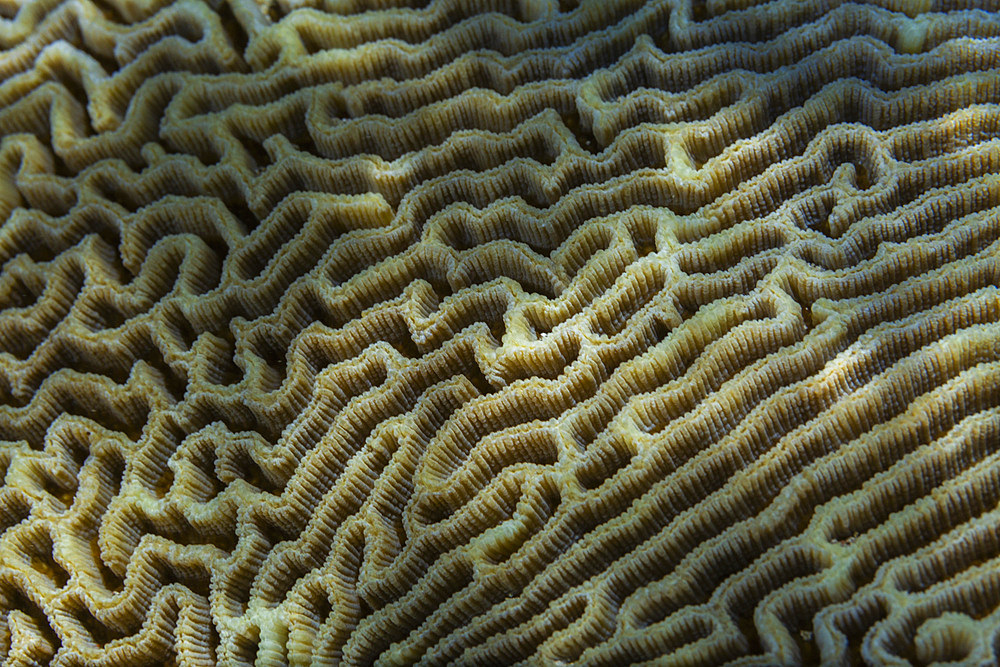 Close up of coral polyps, the house reef at Murex Bangka, Bangka Island, near Manado Sulawesi, Indonesia, Southeast Asia, Asia