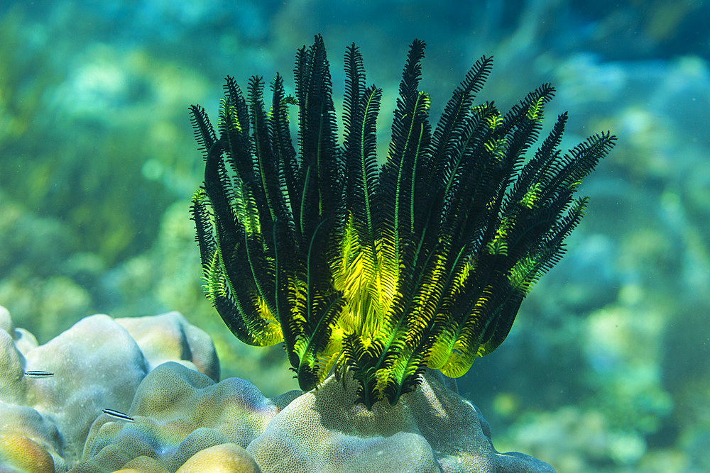 Bennett's feather star (Oxycomanthus bennetti), in the shallow reefs off Bangka Island, Indonesia, Southeast Asia, Asia