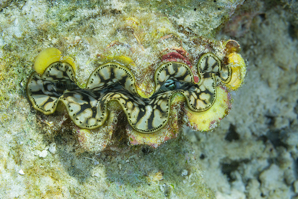 Giant Tridacna clams, genus Tridacna, in the shallow reefs off Port Airboret, Raja Ampat, Indonesia, Southeast Asia, Asia